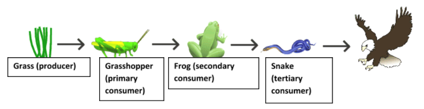 foodchain, affairsmastery.com