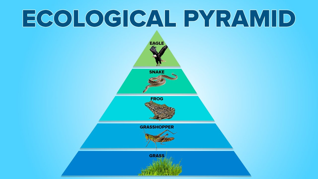 energy pyramid, affairsmastery.com