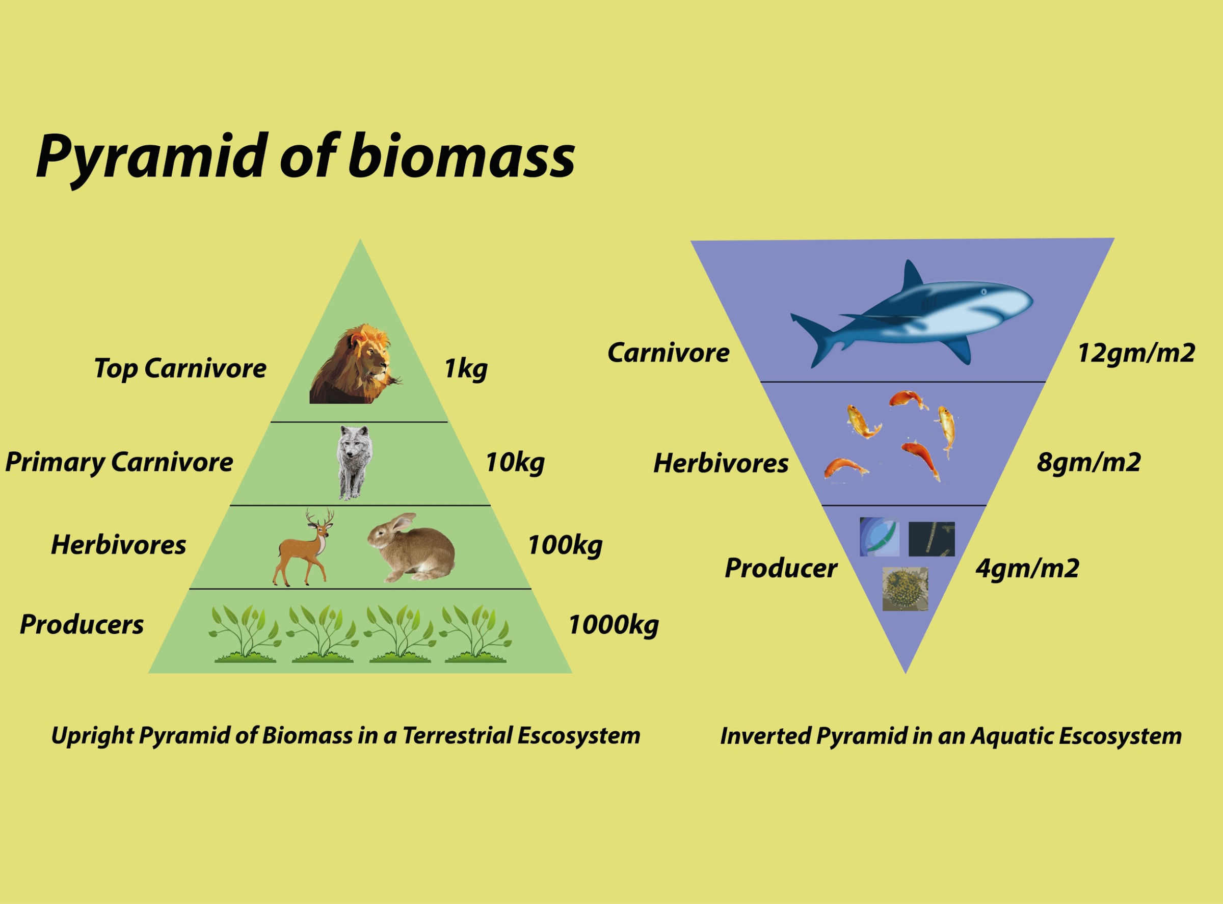 pyramid of biomass