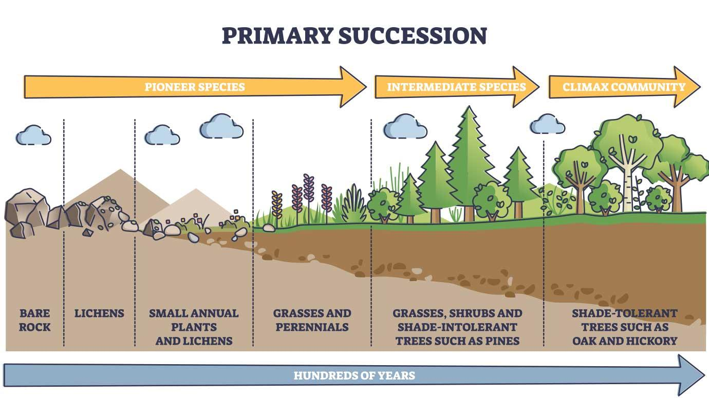 ecological succession, affairsmastery.com