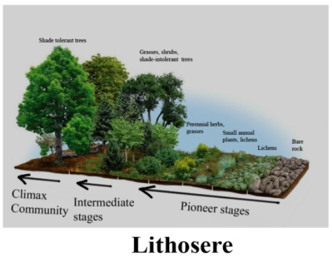 ecological succession