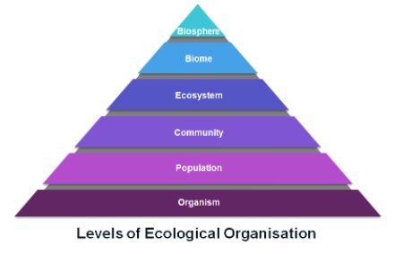 ecological organization, affairsmastery.com