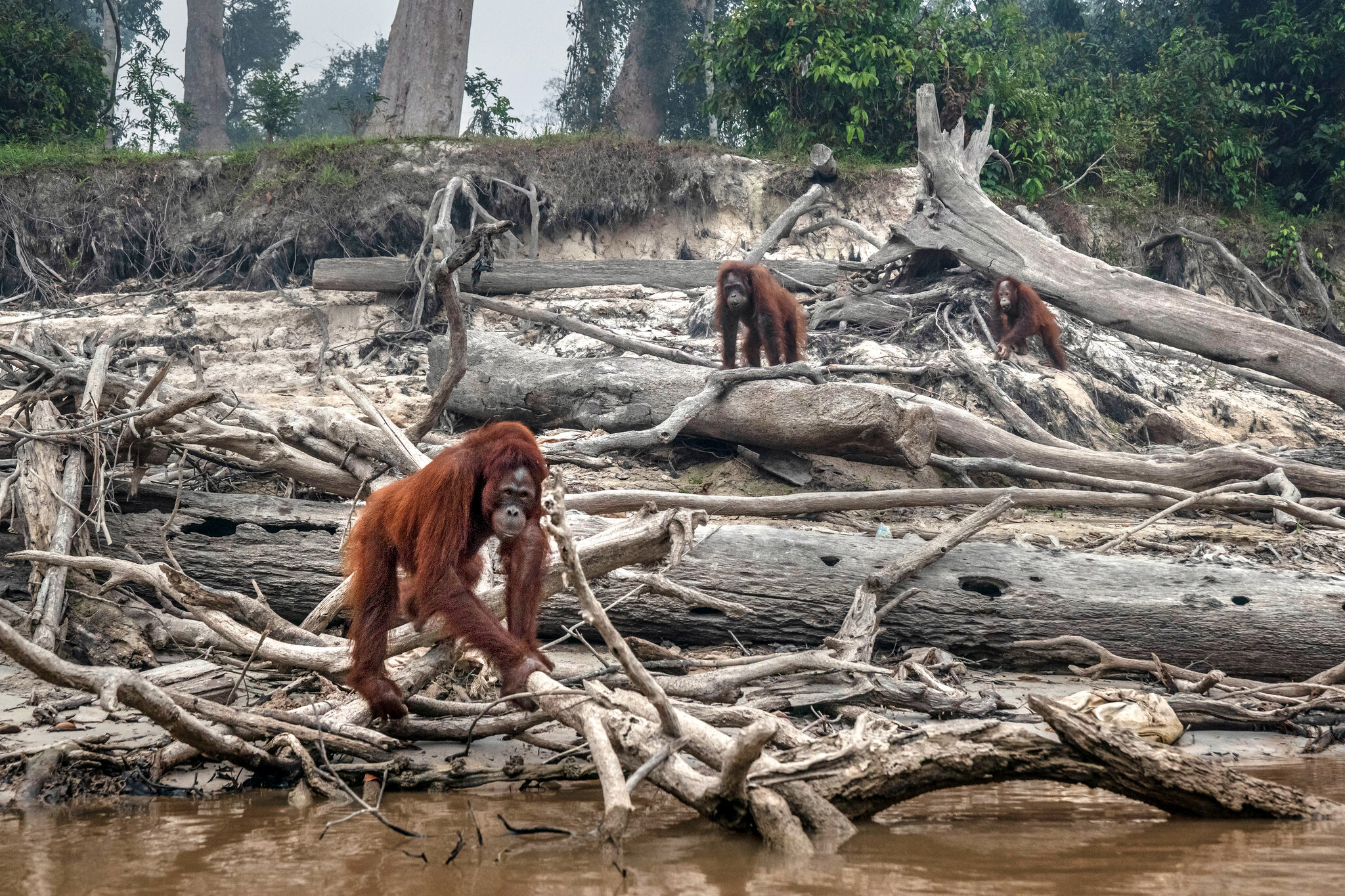 destruction of biodiversity, affairsmastery.com