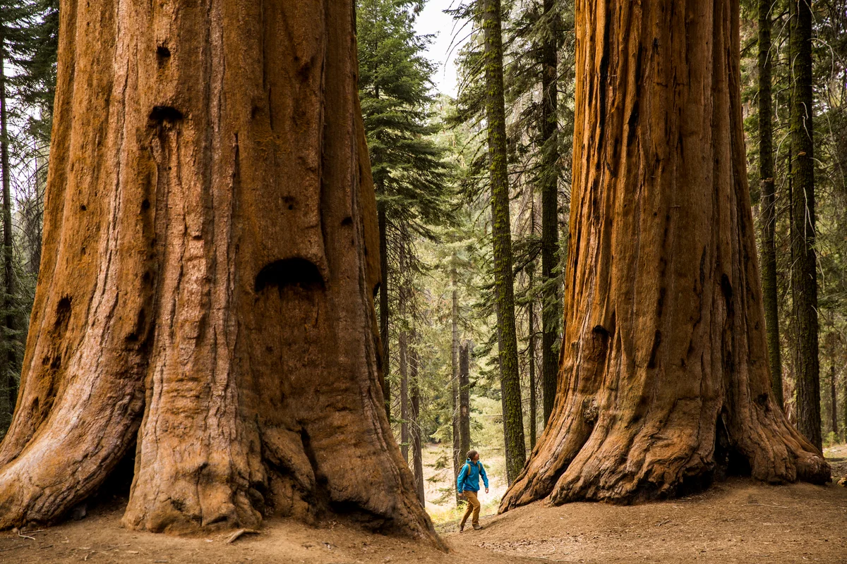 tallest known tree species is the Redwood (Sequoia)