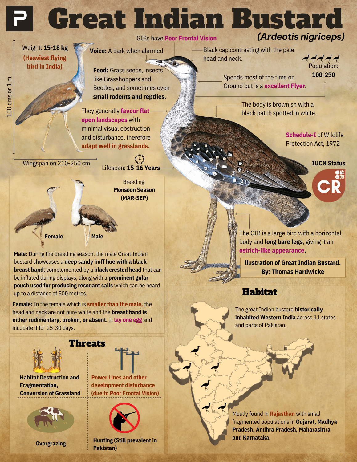 great indian bustard