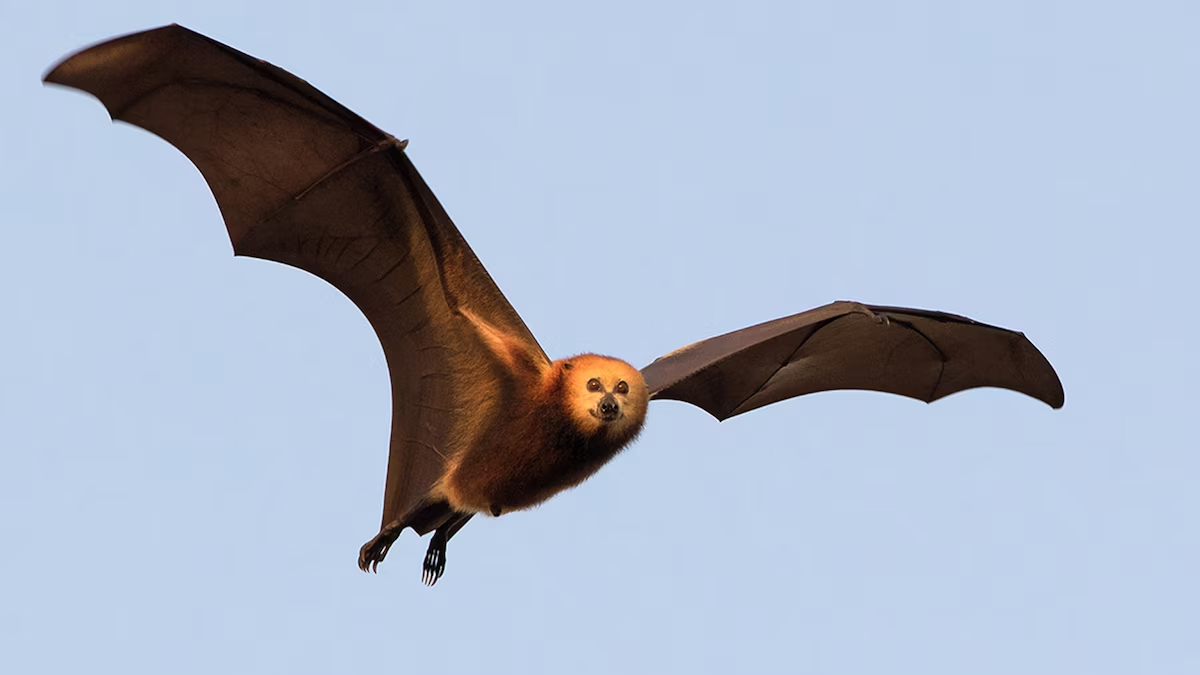 flying fox