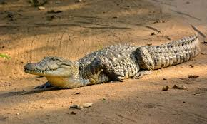 salt water crocodile